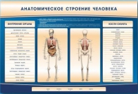 Электрифицированный стенд-тренажер c макетом скелета "Анатомическое строение человека" - «globural.ru» - Киров