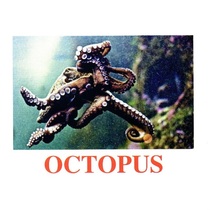 "Water Life" ("Подводный мир") английские карточки Домана - «globural.ru» - Киров