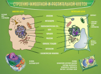 Стенд "Строение животной и растительной клеток" - «globural.ru» - Киров
