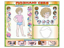 Стенд маркерный "Познаю себя" (тело, голова, органы чувств) - «globural.ru» - Киров