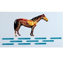 Стенд-планшет светодинамический "Изучение кровеносной системы сельскохозяйственных животных" со сменными панелями - «globural.ru» - Киров