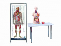 Интерактивный учебный комплекс "Анатомический атлас 3D" - «globural.ru» - Киров