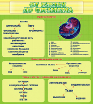 Стенд "От клетки до организма" - «globural.ru» - Киров
