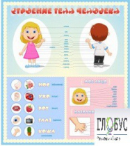 Стенд "Строение человека" для детей - «globural.ru» - Киров