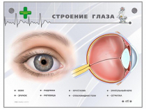 Интерактивный стенд "Строение глаза" - «globural.ru» - Киров