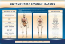 Электрифицированный стенд-тренажер c макетом скелета "Анатомическое строение человека" - «globural.ru» - Киров