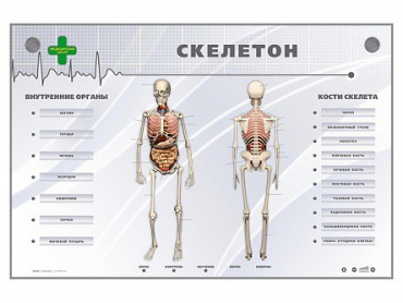 Электрифицированный стенд-тренажер "Скелетон" - «globural.ru» - Киров