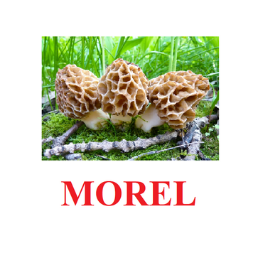 "Mushrooms" ("Грибы") английские карточки Домана - «globural.ru» - Киров