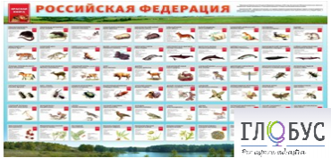 Стенд "Красная книга РФ" - «globural.ru» - Киров