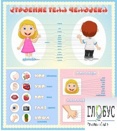 Стенд "Строение человека" для детей - «globural.ru» - Киров