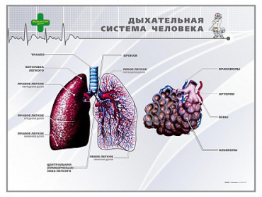 Стенд "Дыхательная система человека" - «globural.ru» - Киров