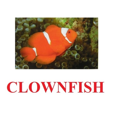 "Fish" ("Рыбы") английские карточки Домана - «globural.ru» - Киров