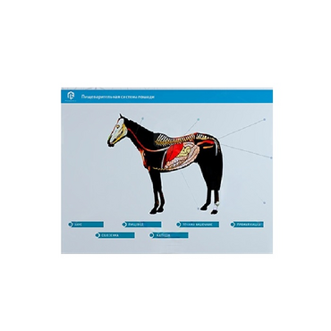 Стенд-планшет светодинамический "Изучение пищеварительной системы сельскохозяйственных животных" со сменными панелями - «globural.ru» - Киров