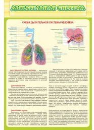 Стенд "Дыхательная система" - «globural.ru» - Киров
